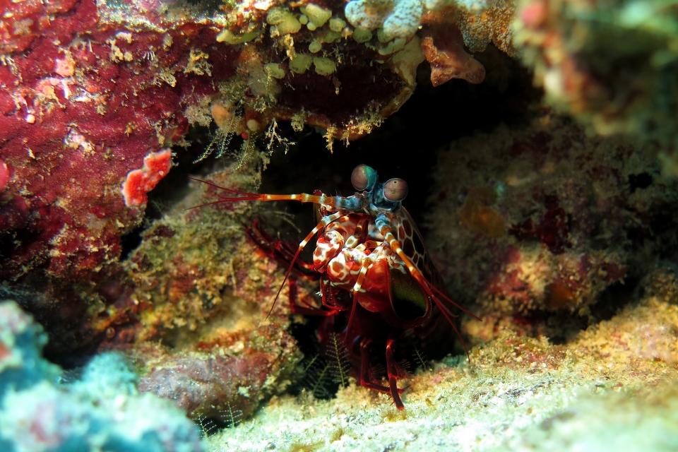 Odontodactylus scyllarus
