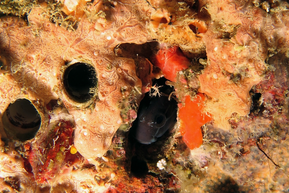 Ecsenius namiyei