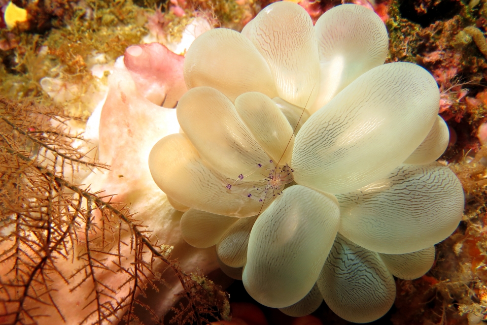 Vir colemani, Plerogyra sinuosa