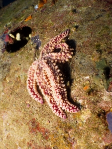 Coscinasterias tenuispina