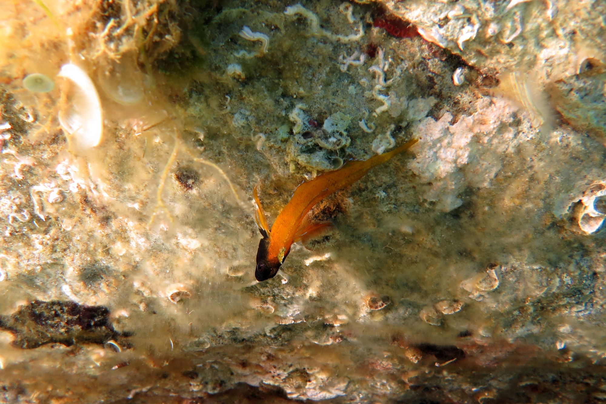 Tripterygion delaisi
