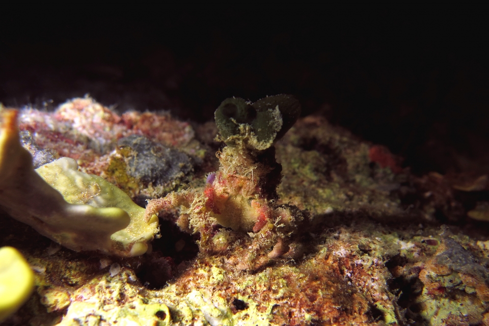 Cyclocoeloma tuberculata (identification à confirmer)