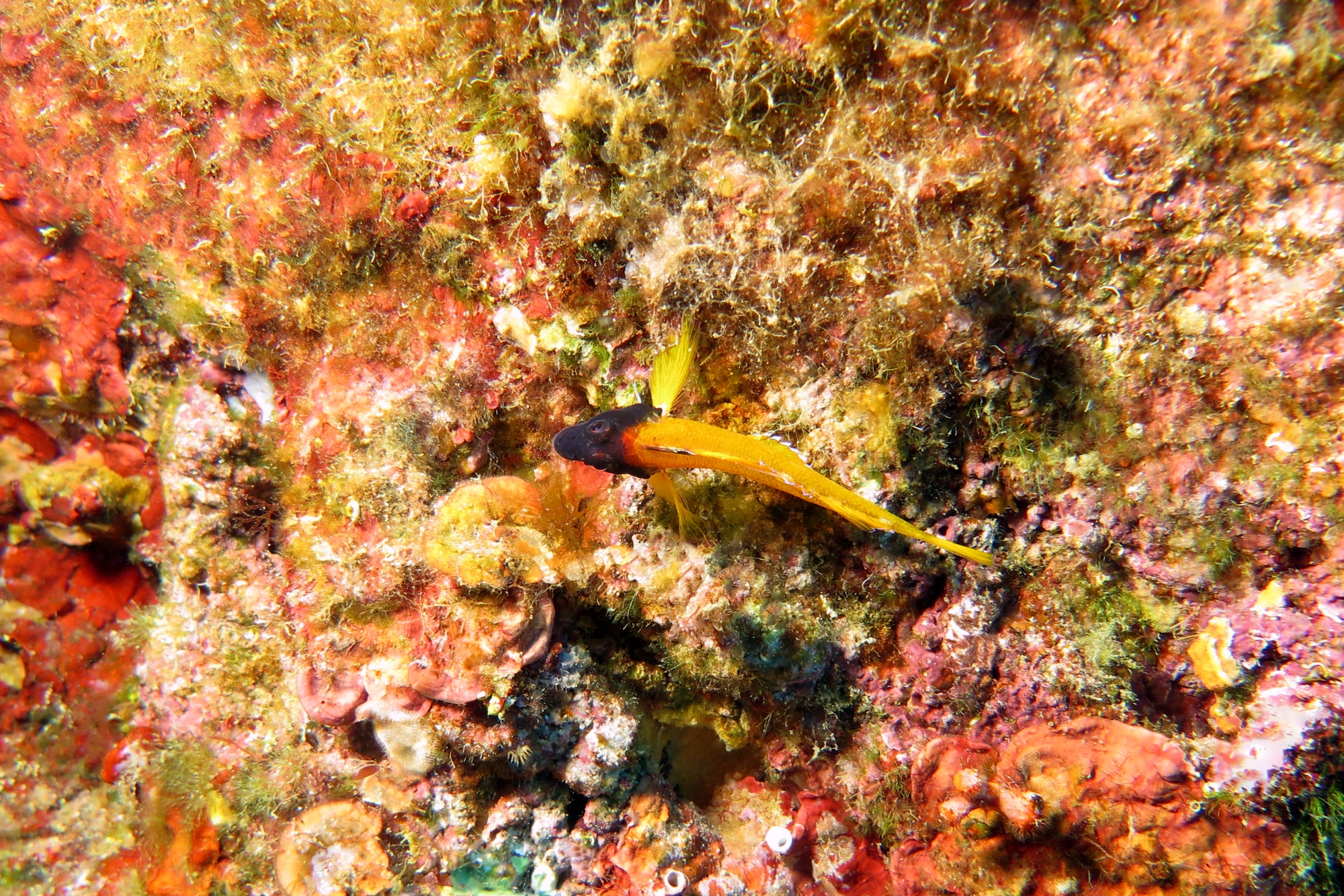 Tripterygion delaisi