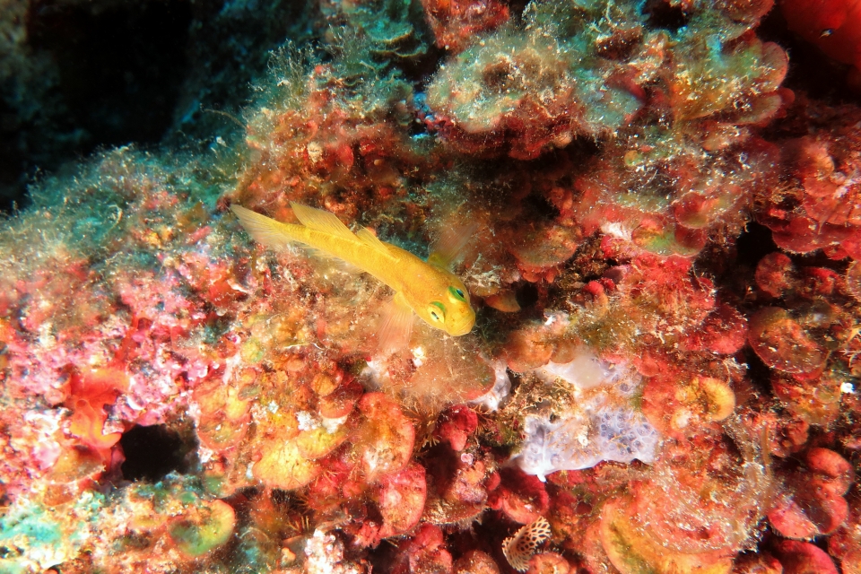 Gobius auratus