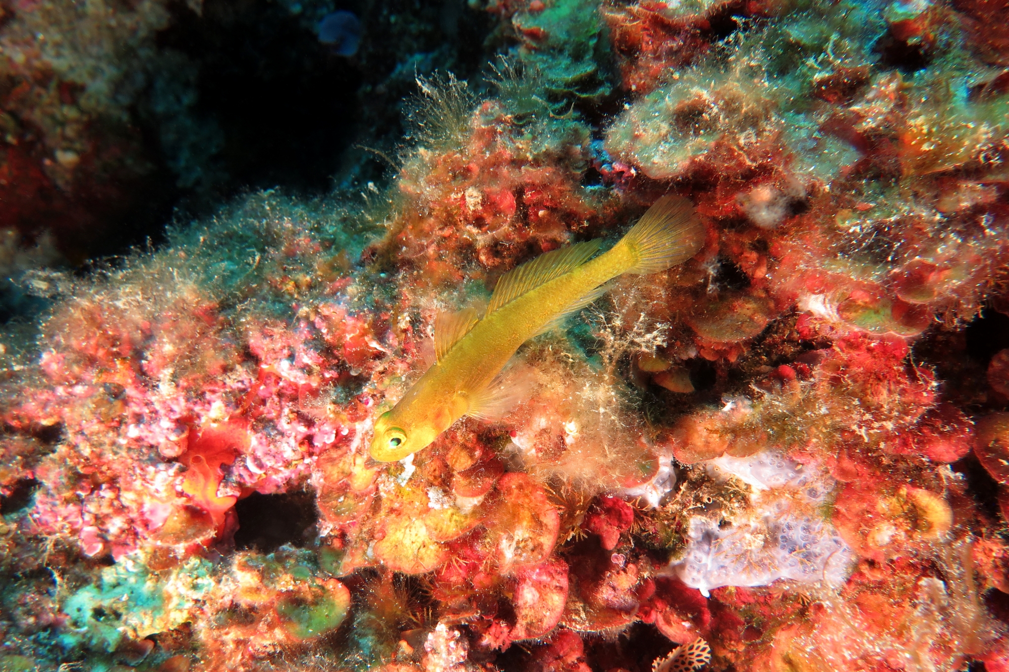 Gobius auratus