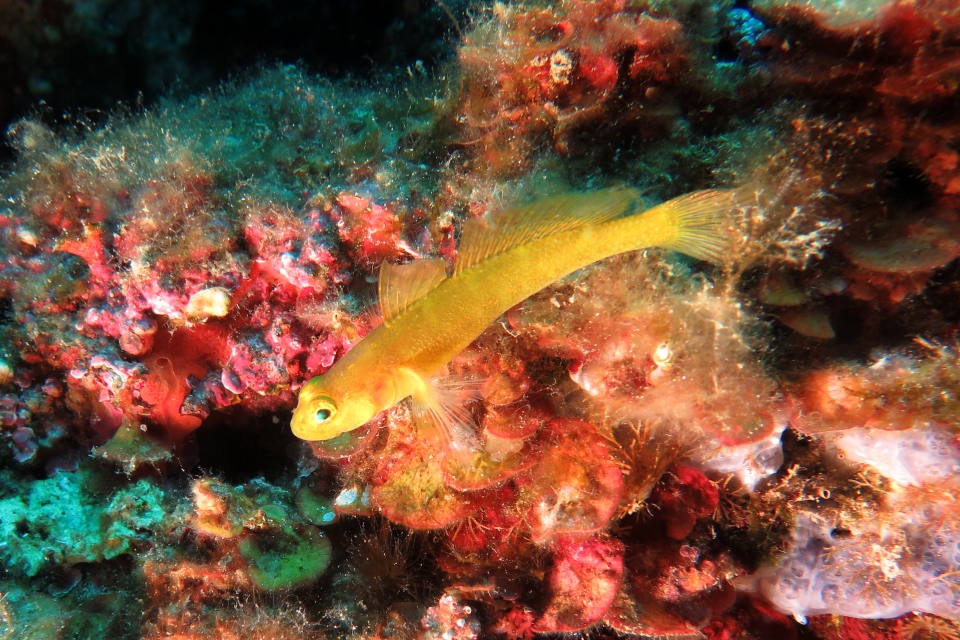 Gobius auratus