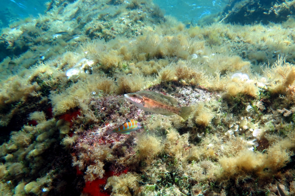 Symphodus roissali, Thalassoma pavo