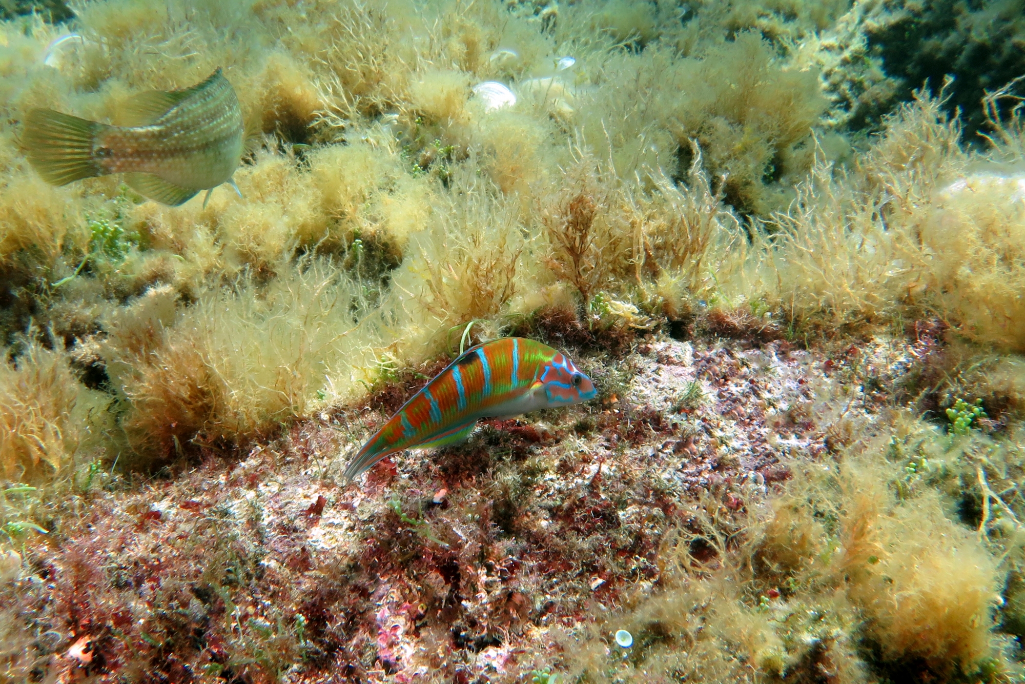 Thalassoma pavo
