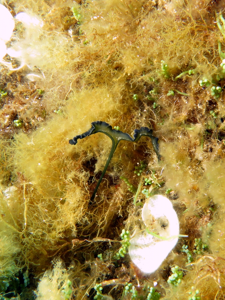 Bonellia viridis