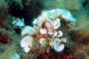 Padina pavonica