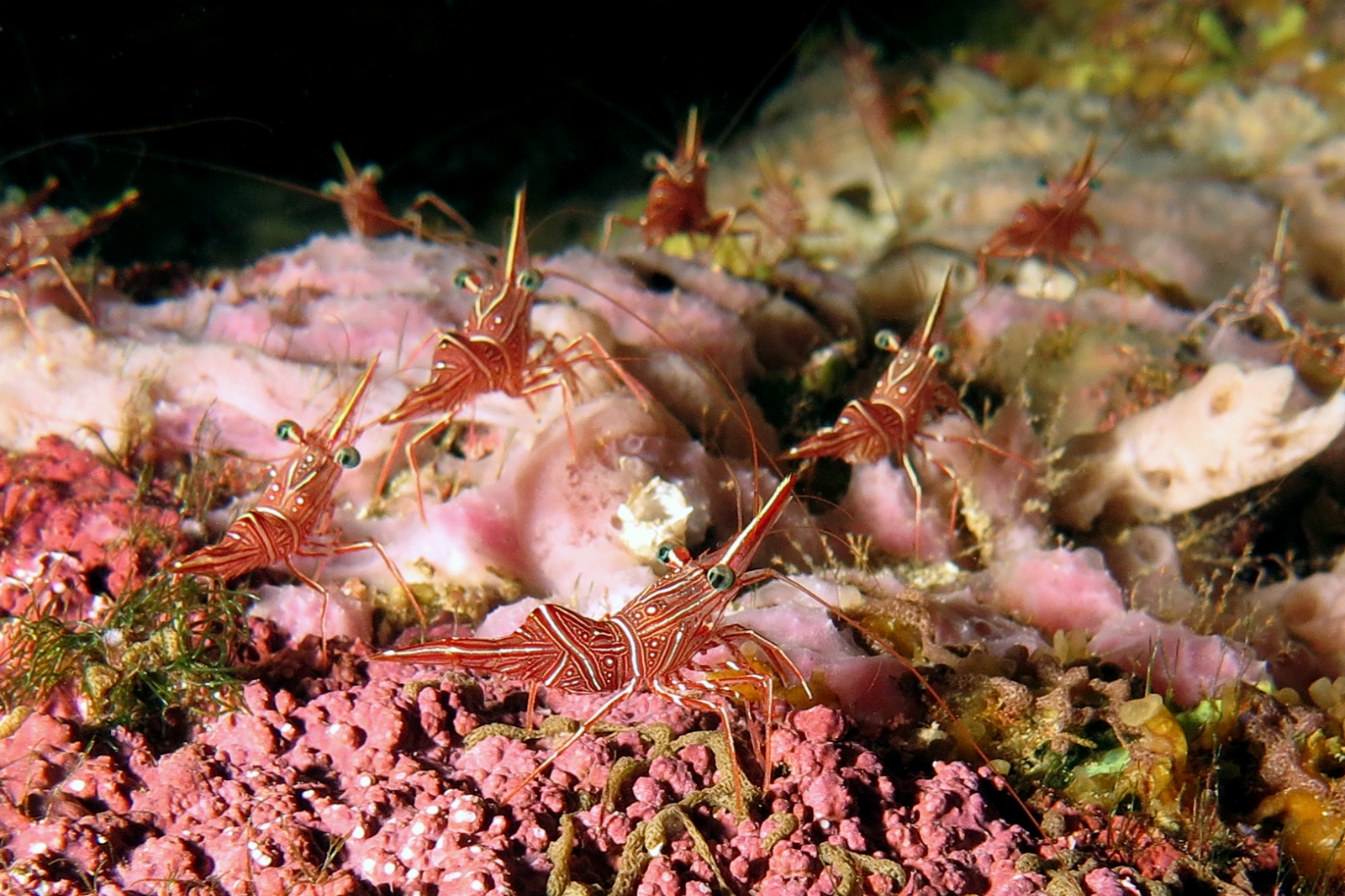 Rhynchocinetes durbanensis