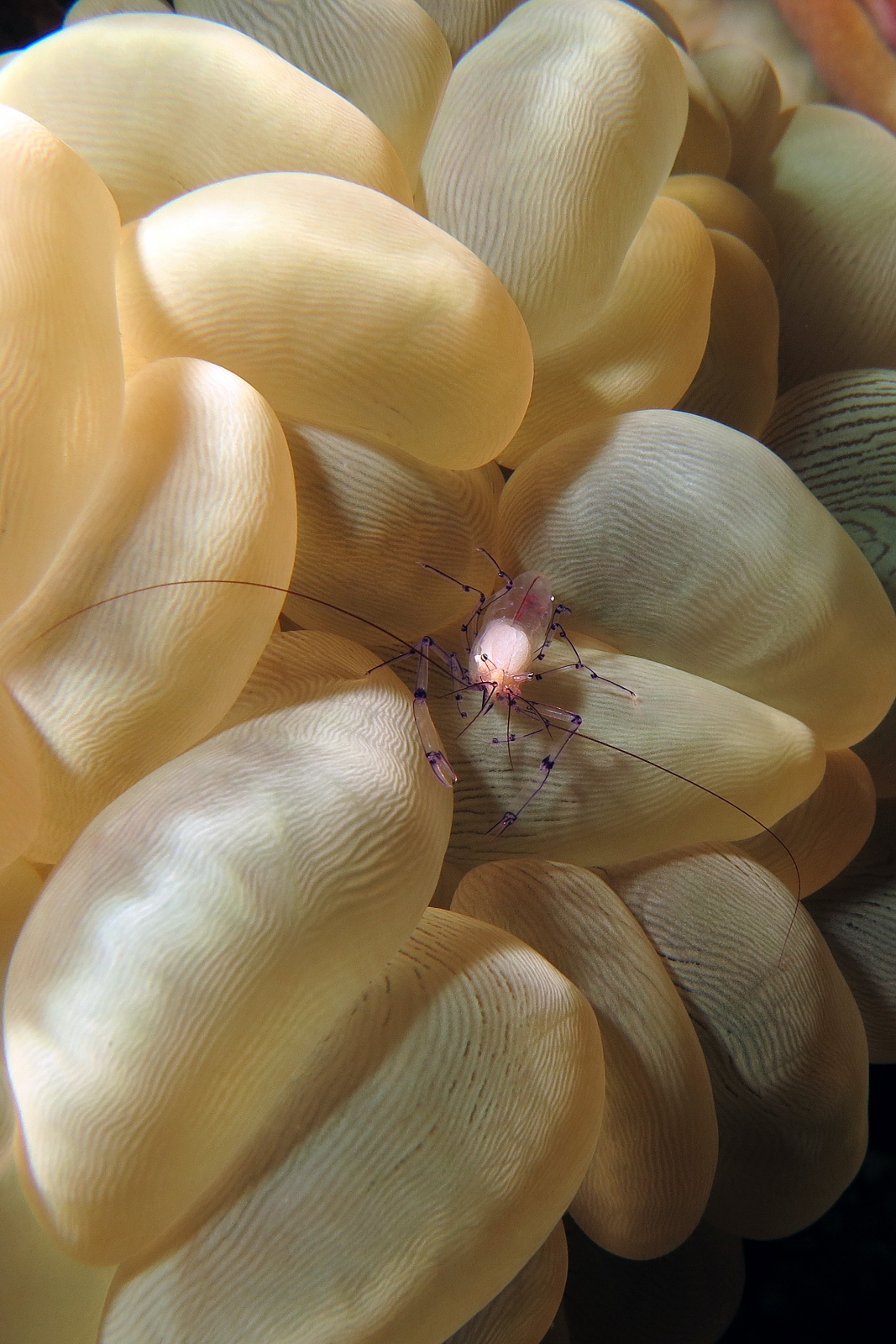 Vir colemani, Plerogyra sinuosa