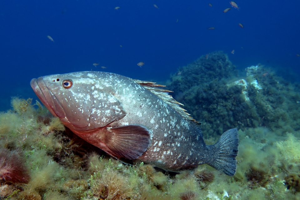 Epinephelus marginatus