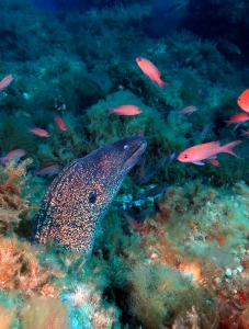 Muraena helena