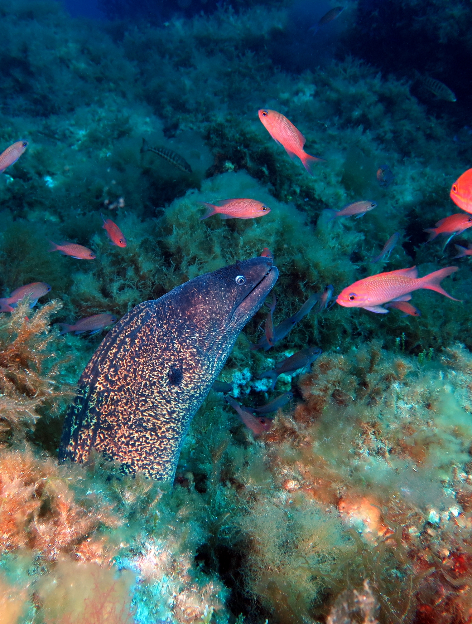 Muraena helena