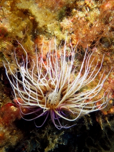 Cerianthus membranaceus