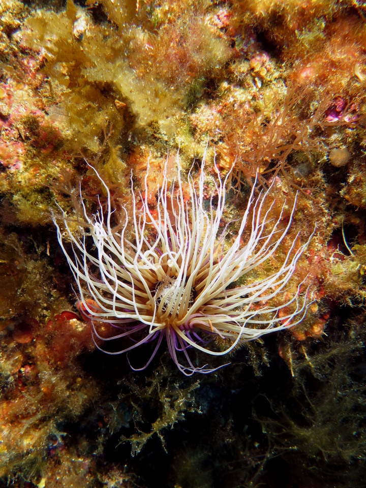 Cerianthus membranaceus