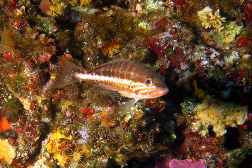 Serranus cabrilla