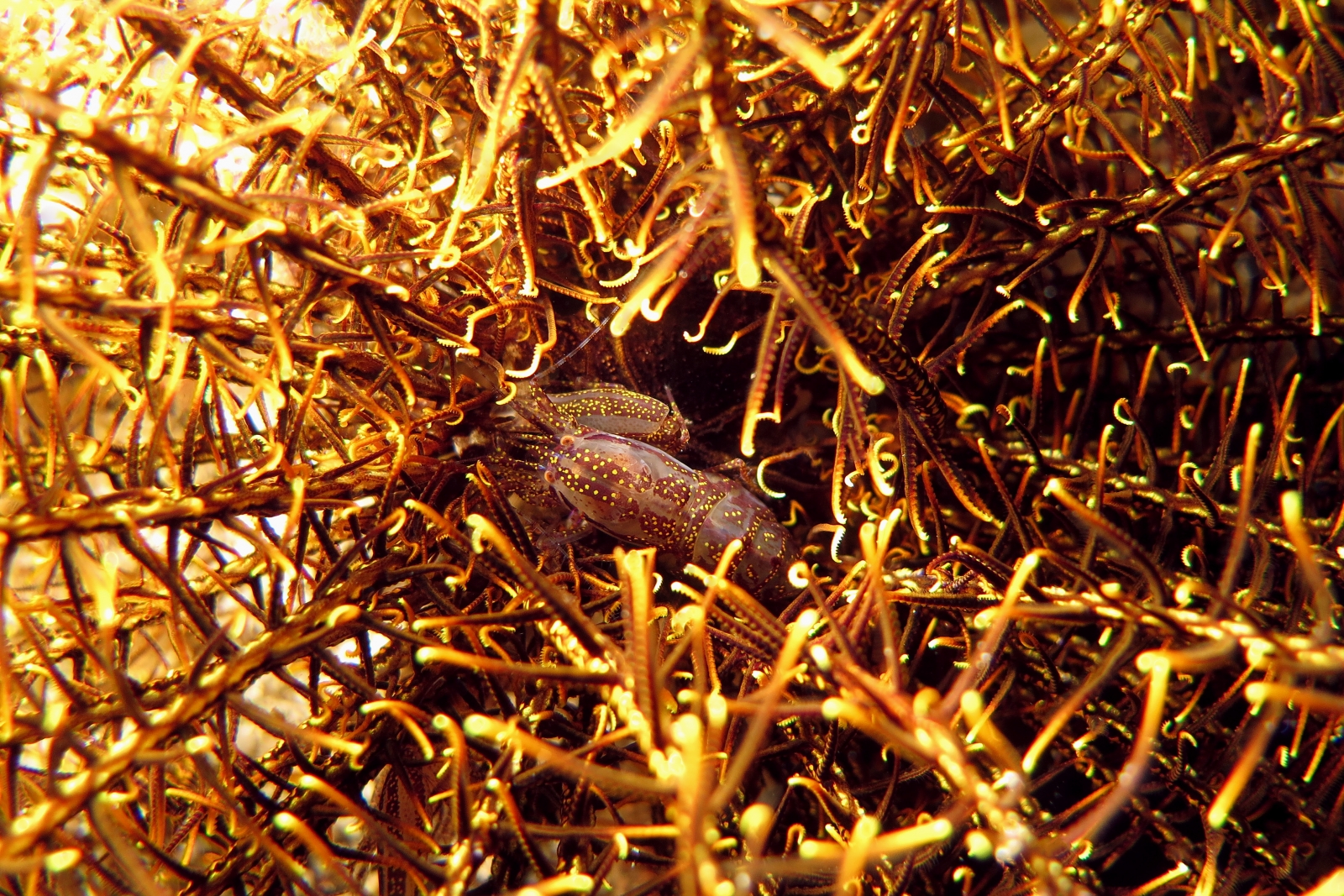Synalpheus stimpsonii