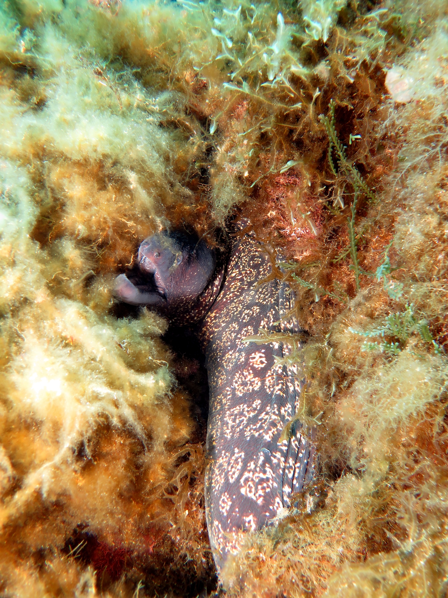 Muraena helena