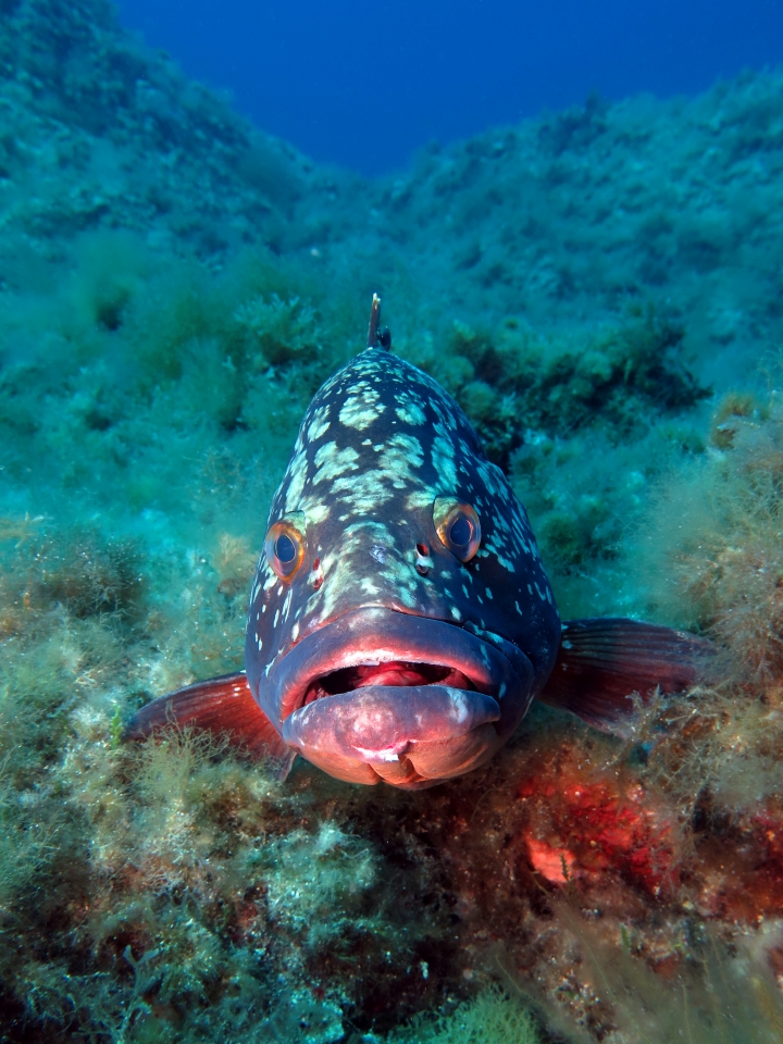 Epinephelus marginatus