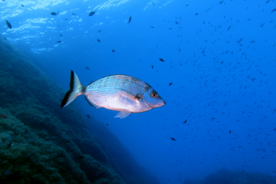 Diplodus puntazzo