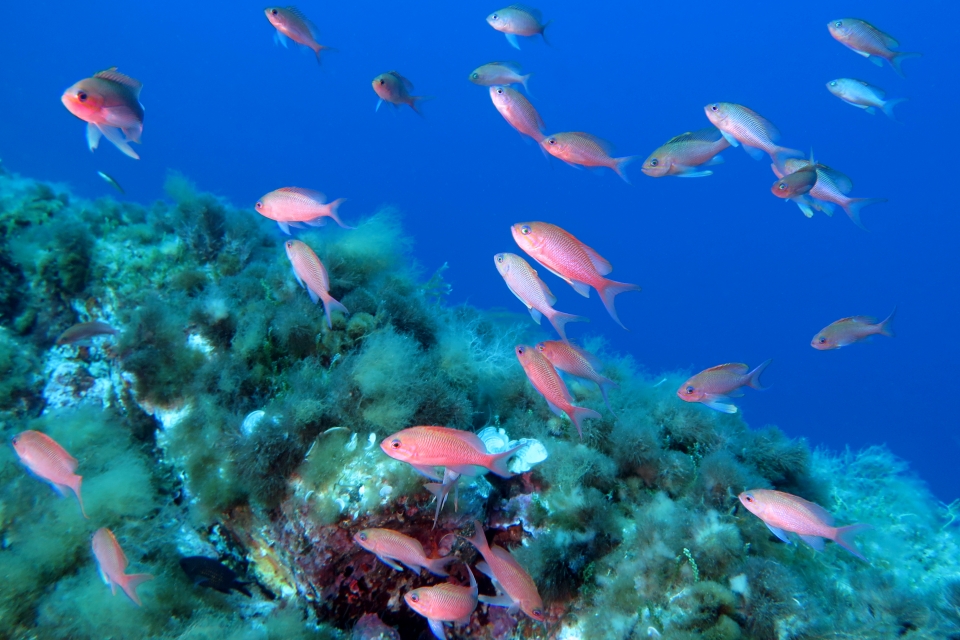 Anthias anthias