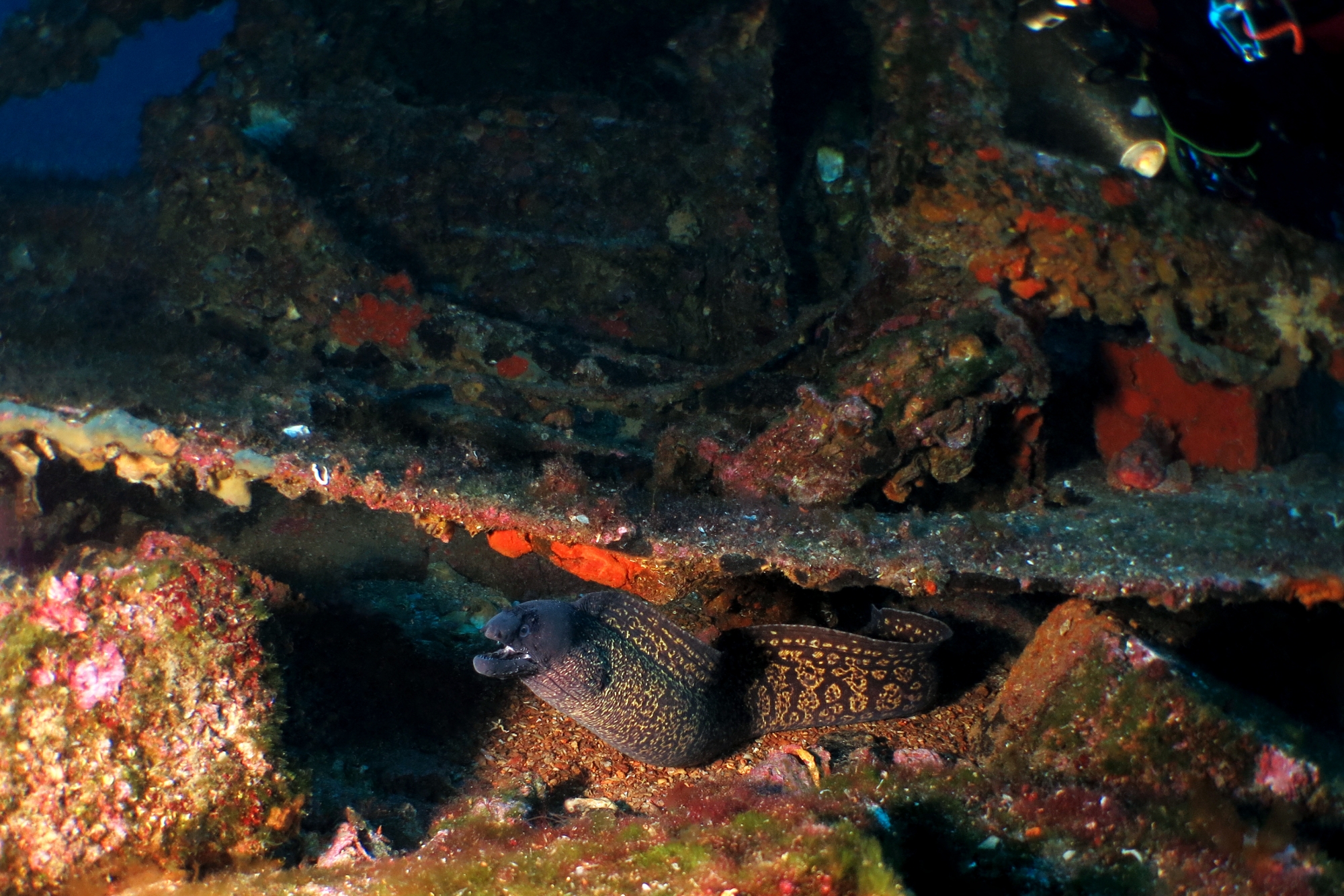Muraena helena