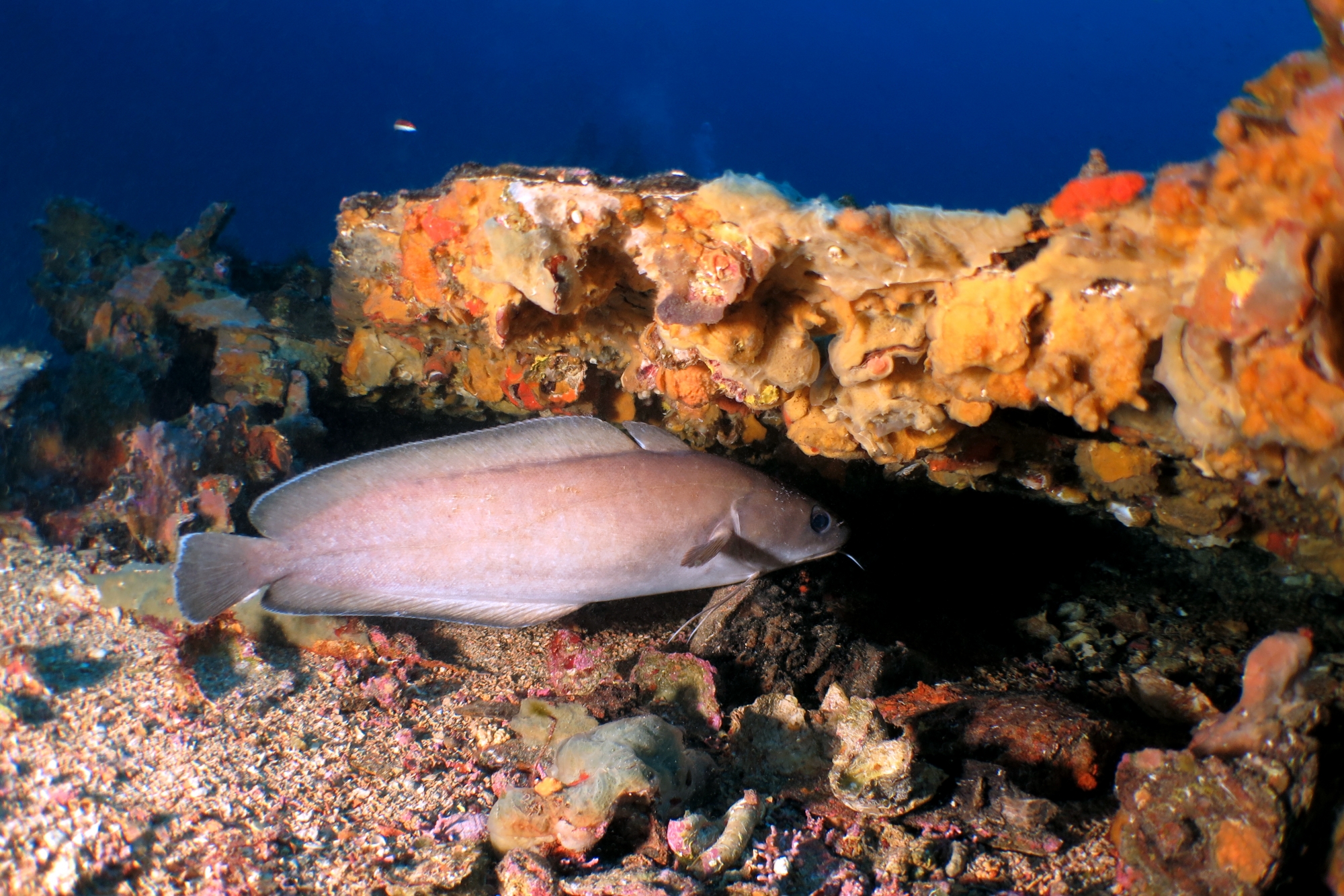 Phycis phycis