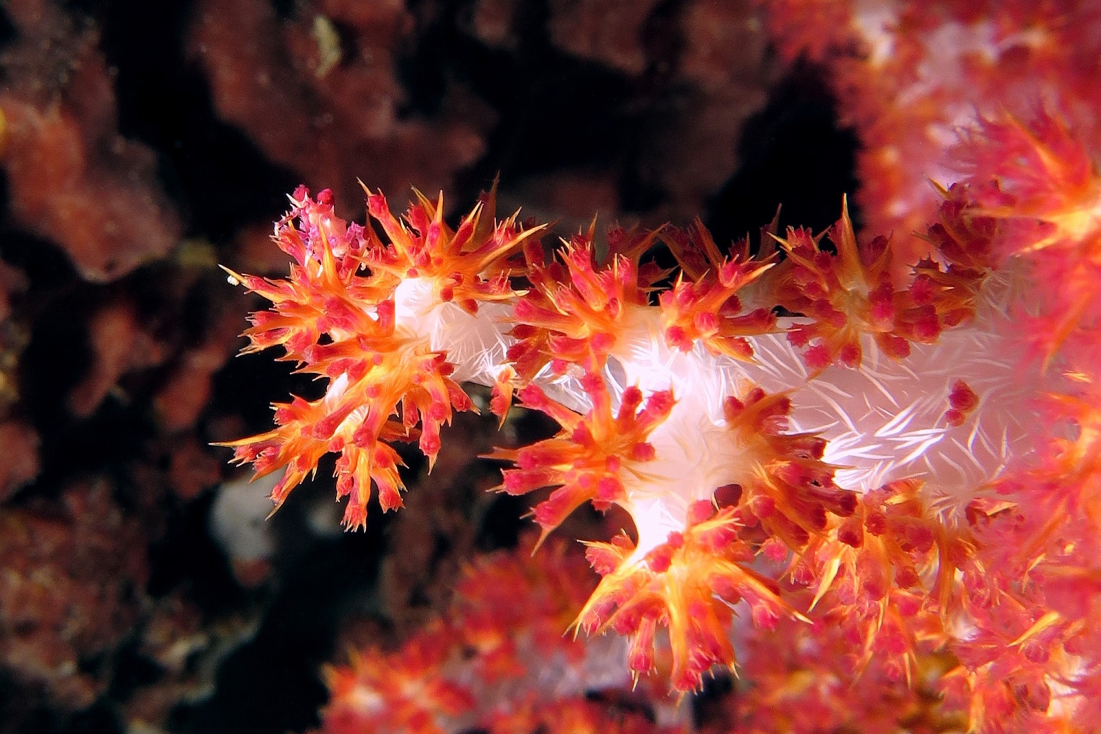 Hoplophrys oatesii, Dendronephthya sp.