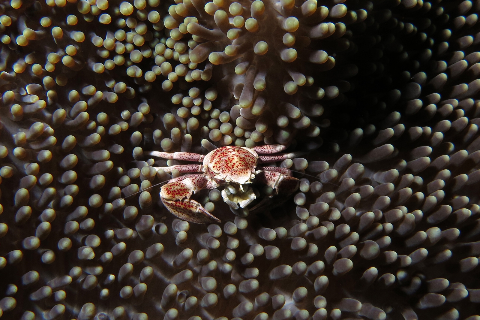 Neopetrolisthes maculatus, Stichodactyla mertensii