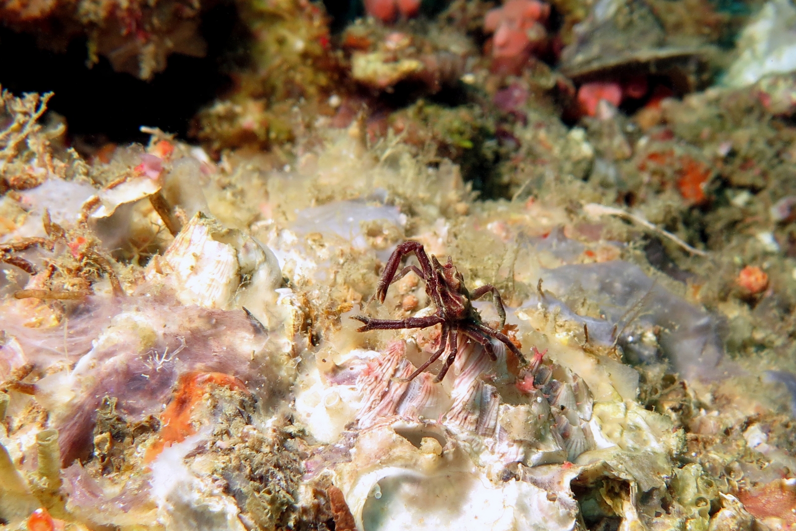 Tiaramedon spinosum
