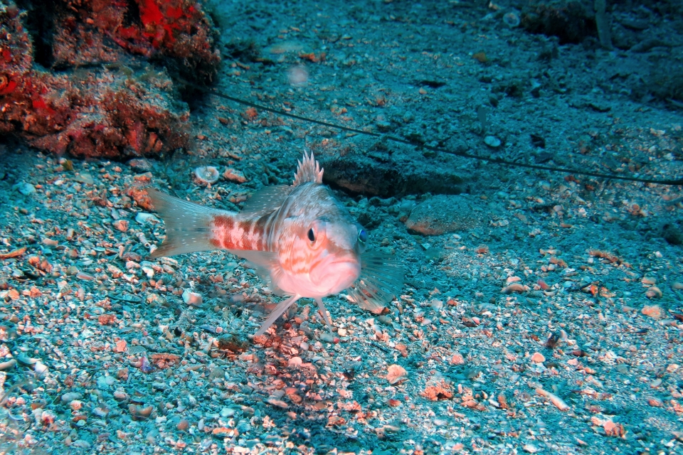 Serranus cabrilla