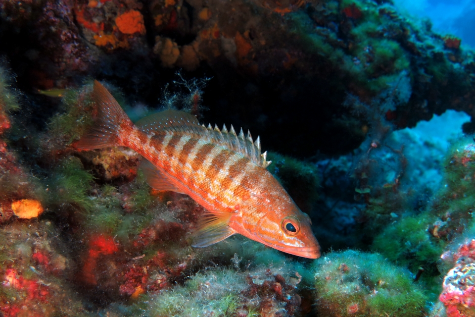 Serranus cabrilla