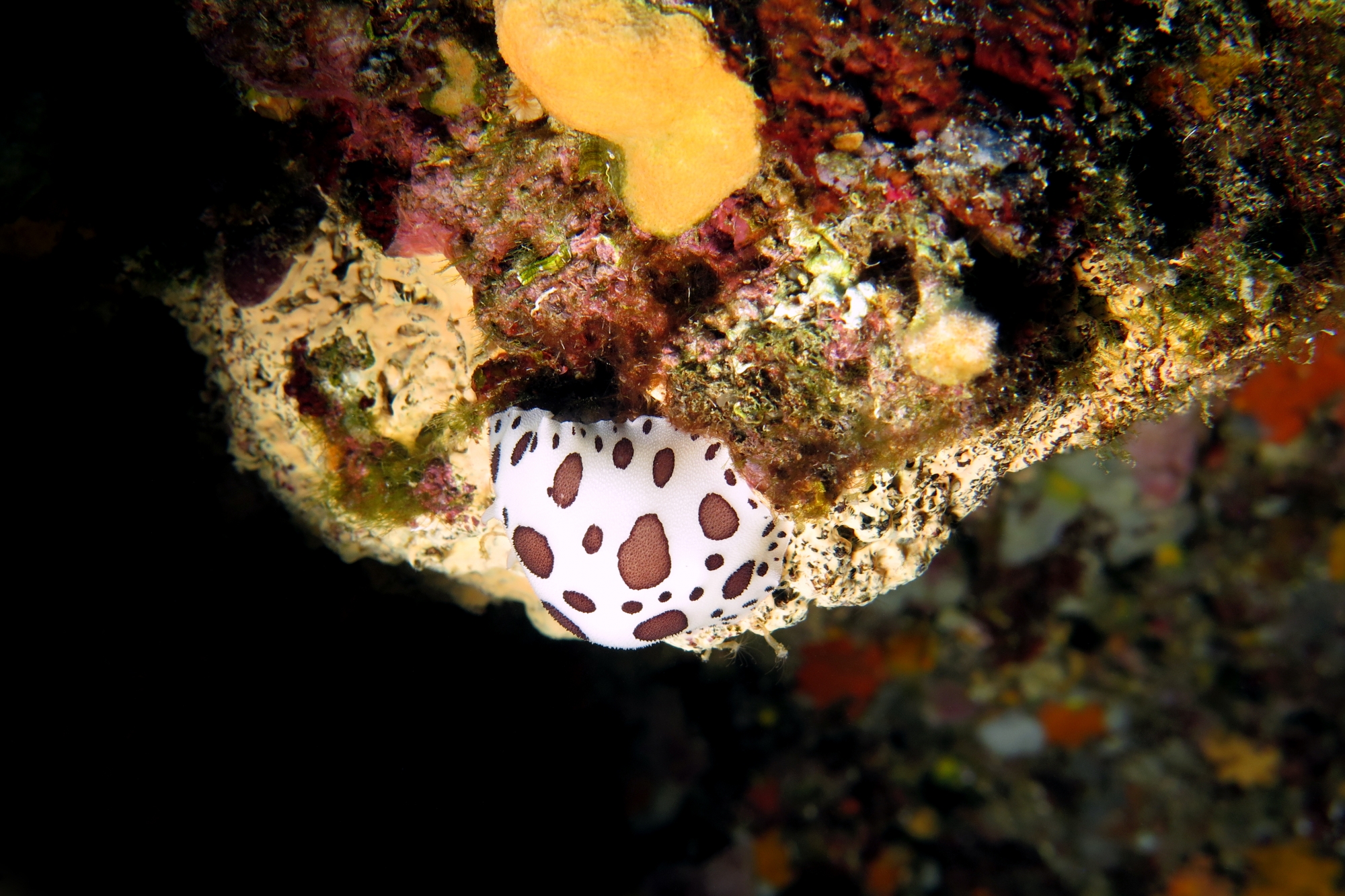 Peltodoris atromaculata