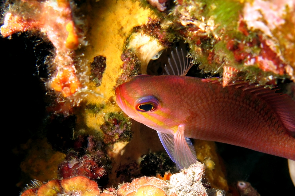 Anthias anthias