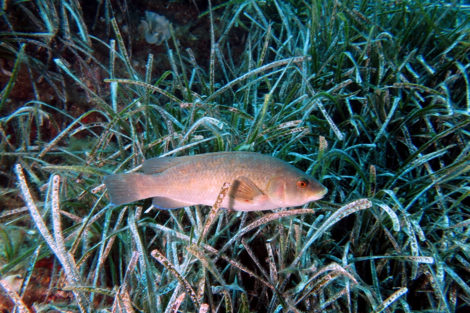 Labrus merula, Posidonia oceanica