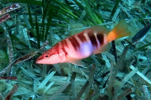 Serranus scriba