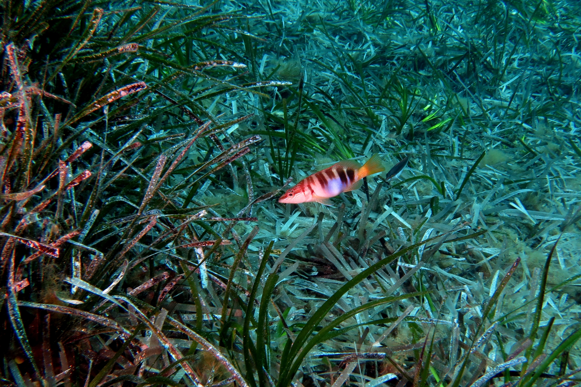 Serranus scriba
