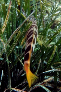 Serranus scriba