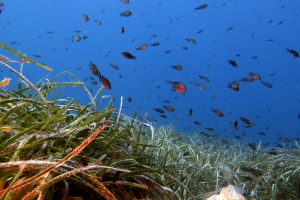 Chromis chromis