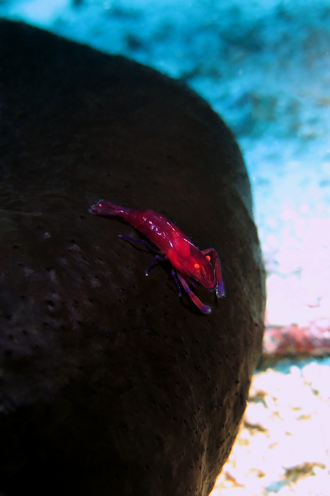 Zenopontonia rex