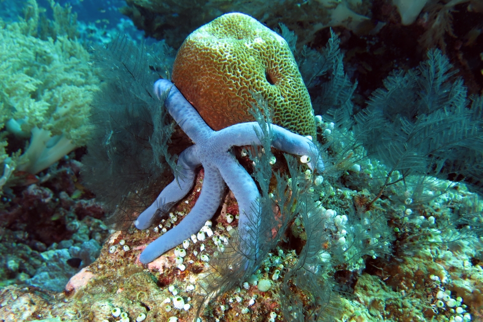 Linckia laevigata, Corail genre Platygyra