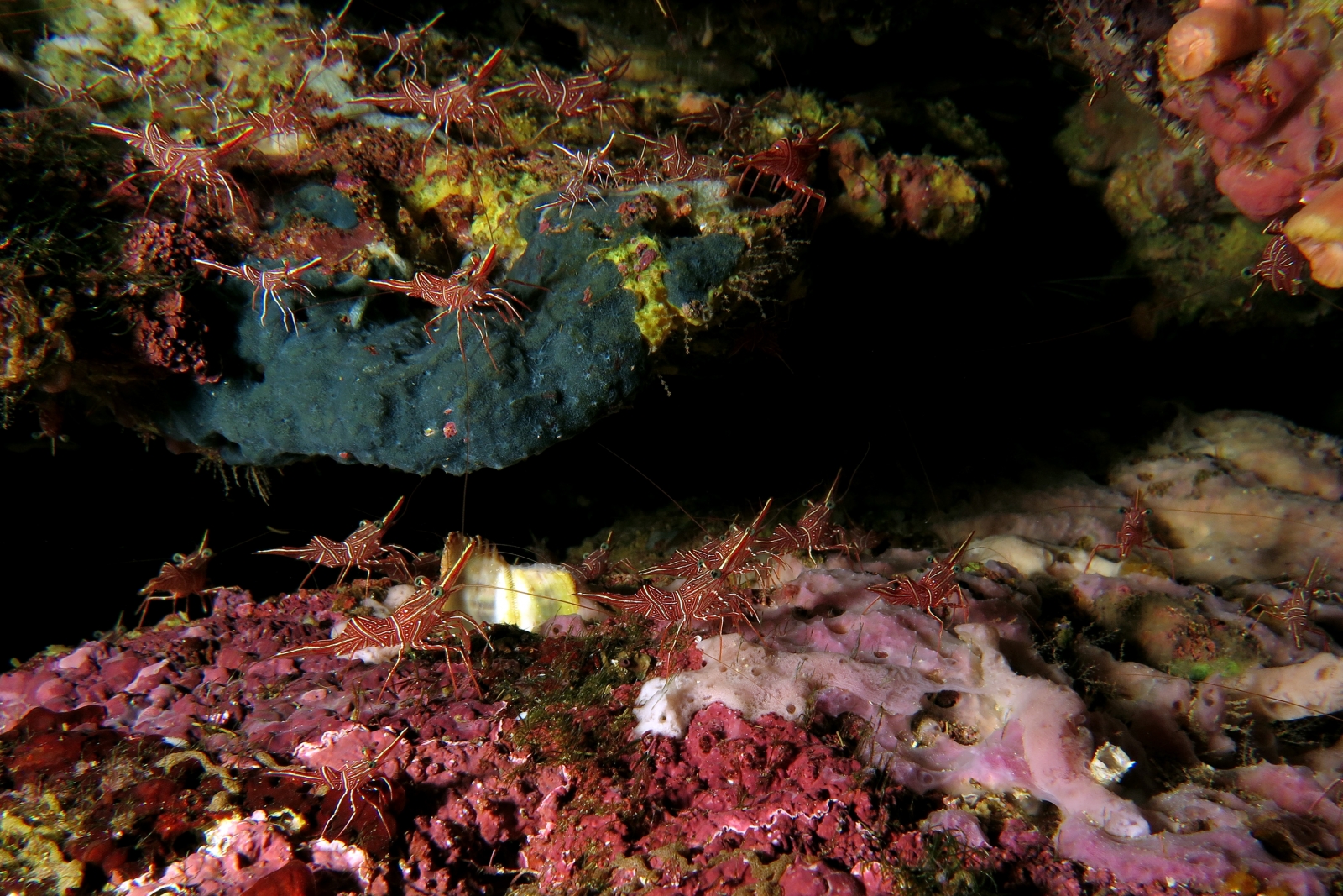 Rhynchocinetes durbanensis