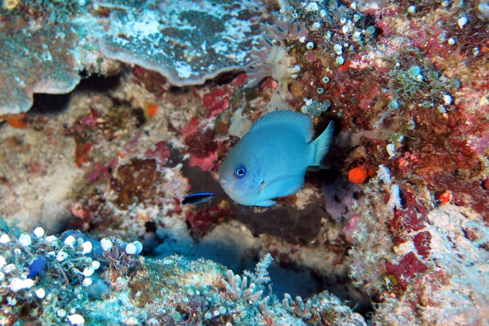 Pomacentrus reidi, Labroides dimidiatus