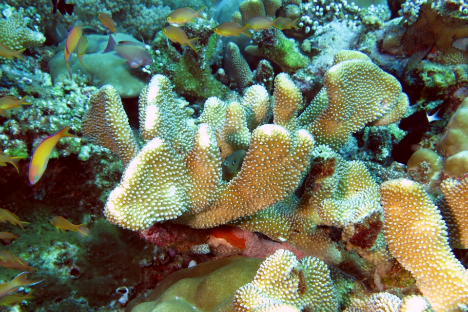 Plectroglyphidodon dickii, Pocillopora (eydouxi) grandis