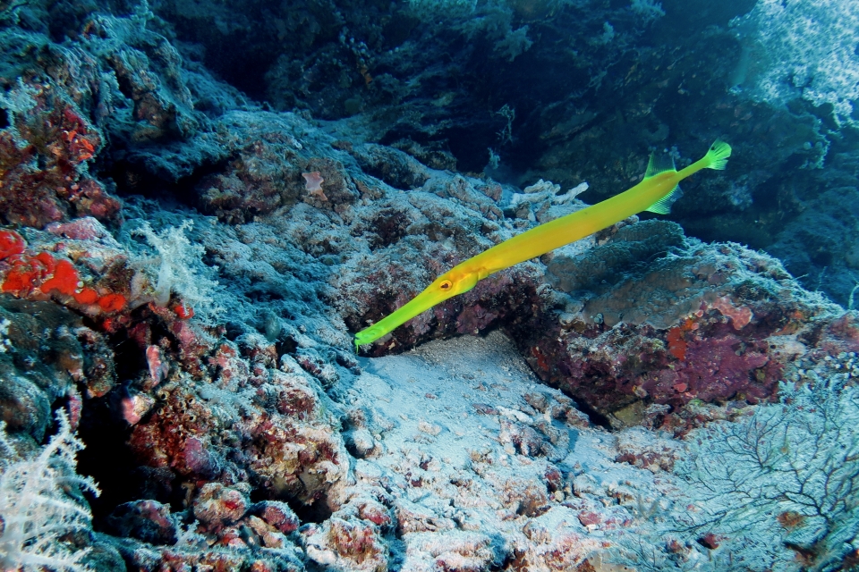 Aulostomus chinensis