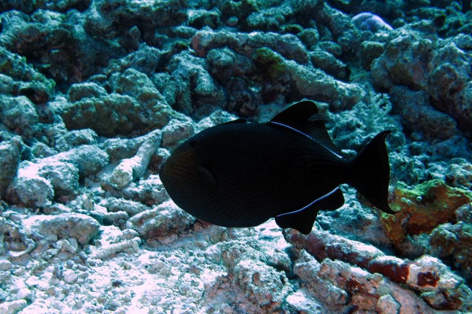 Melichthys niger