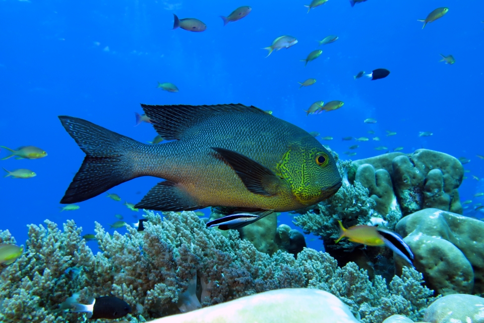 Macolor macularis, Labroides dimidiatus