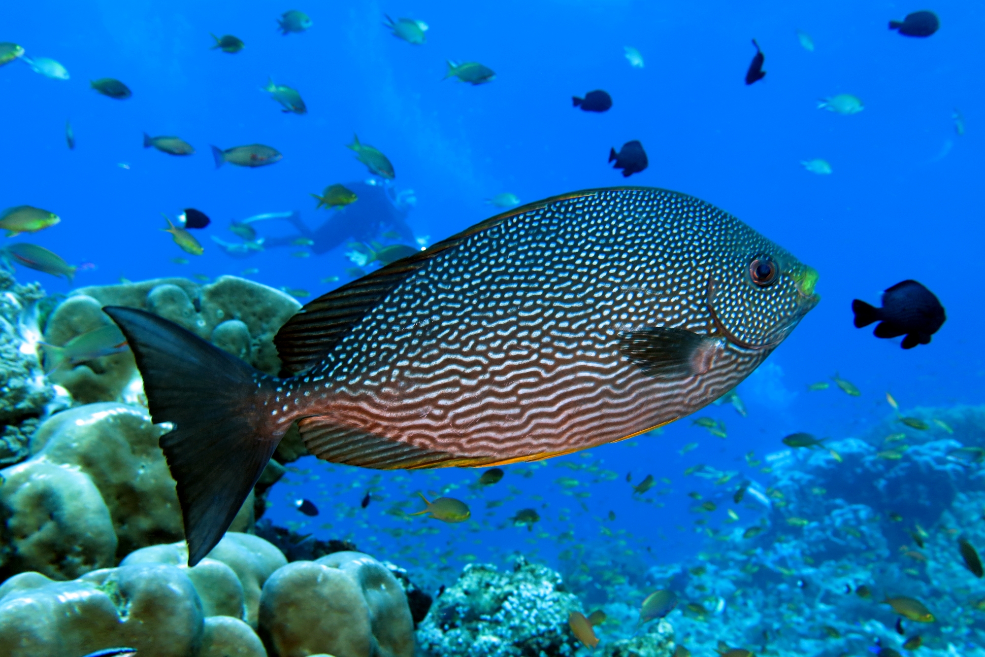 Siganus javus